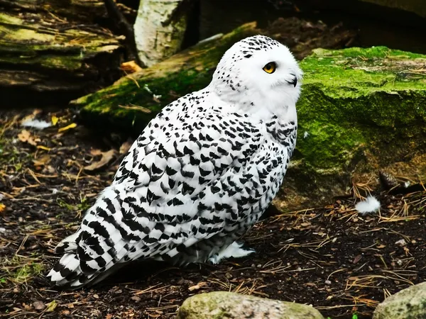 Snowy owl — Stock Photo, Image