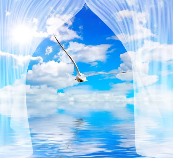 Água da gaivota e sol através da cortina — Fotografia de Stock
