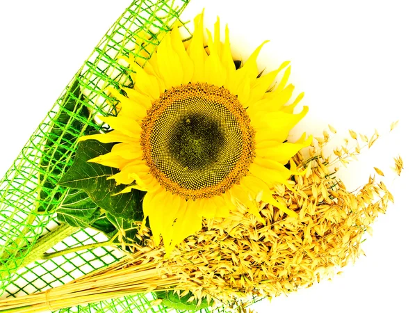 Floarea soarelui și ovăz — Fotografie, imagine de stoc