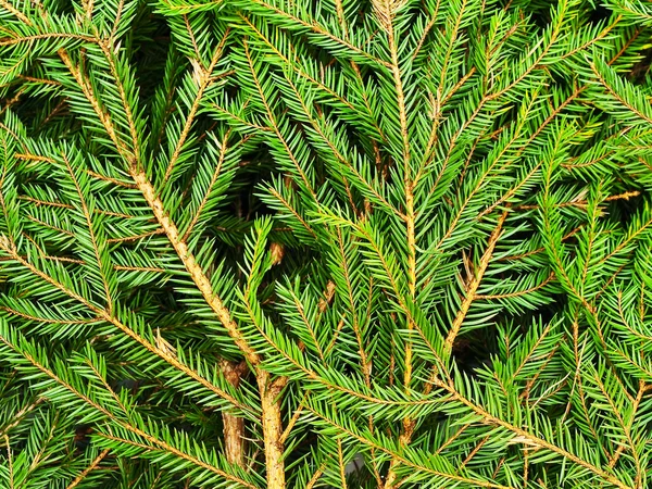 Fir background — Stock Photo, Image