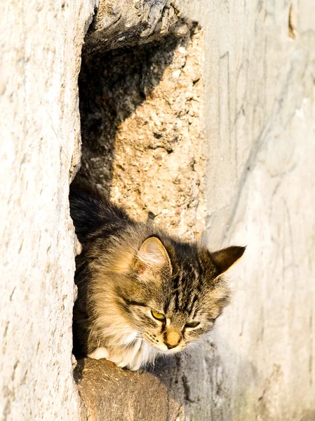 Gato exterior — Fotografia de Stock