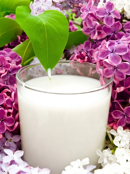 Mjölk och lila — Stockfoto