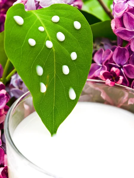 Milk and lilac — Stock Photo, Image