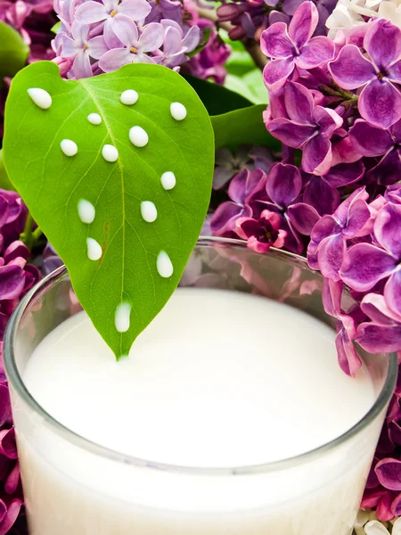 紫丁香花和牛奶 — 图库照片