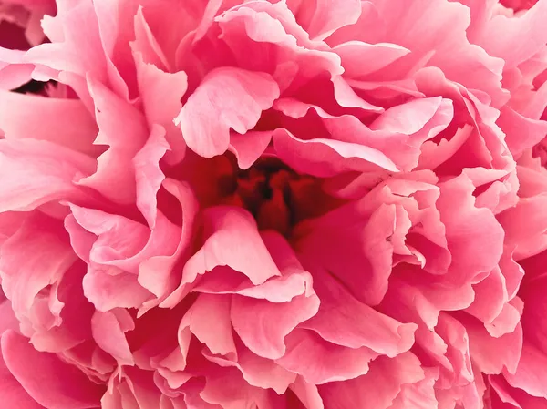 Peonia rosa — Foto Stock