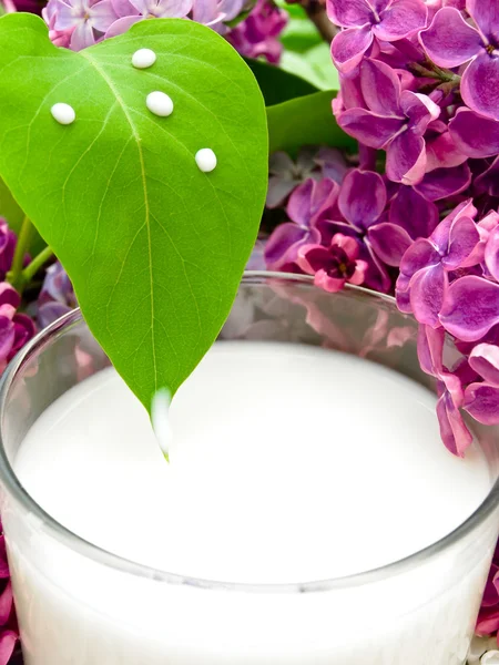 Mjölk och lila — Stockfoto