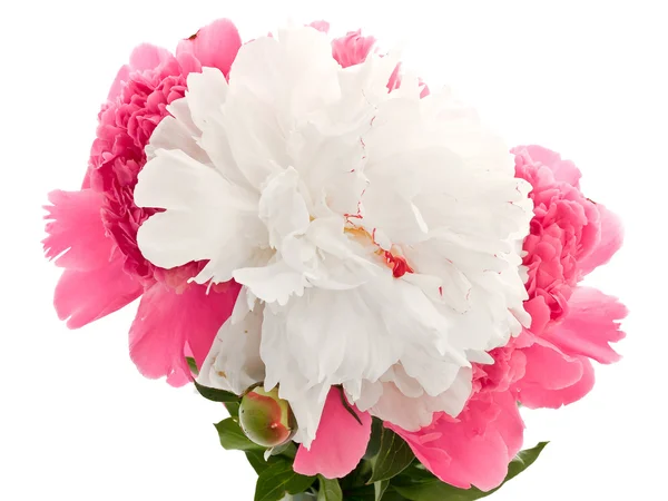 Růžová a bílá — Stock fotografie