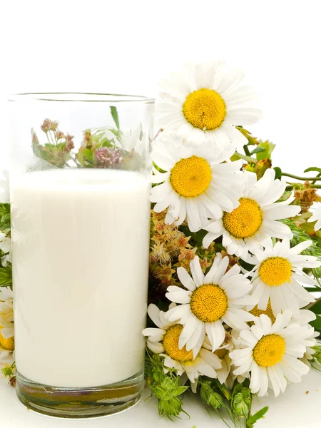 Mjölk och kamomill — Stockfoto