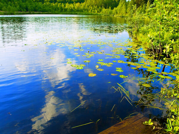Photo of the lake reflection with blue sky and water plants