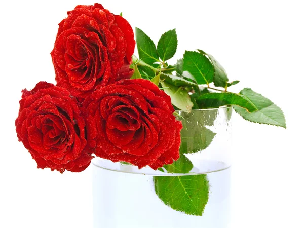 Троянди з краплями — стокове фото