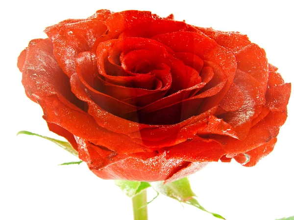 Rose in watter — Stock Photo, Image