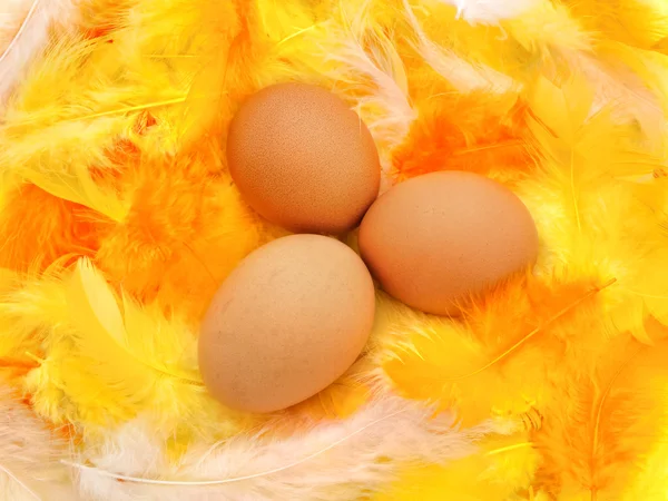Eggs in feathers — Stock Photo, Image