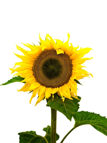 Pěkný slunečnice — Stock fotografie