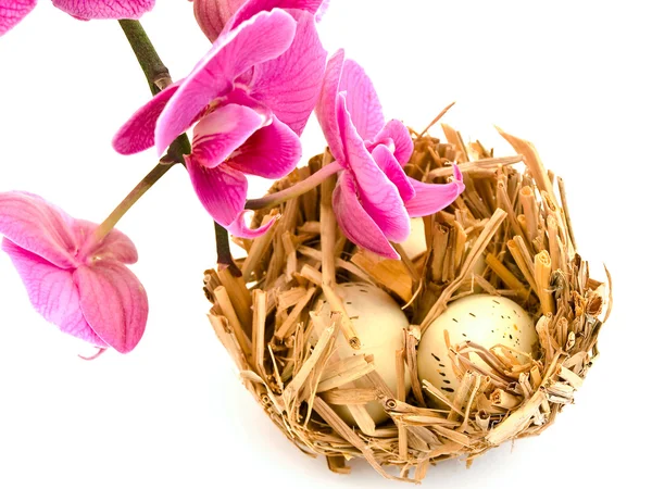 Vogel nest en orchid — Stockfoto