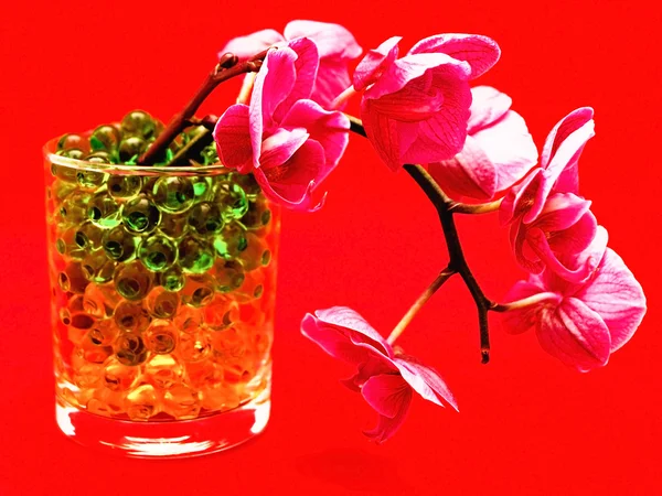 Różowy storczyk — Zdjęcie stockowe