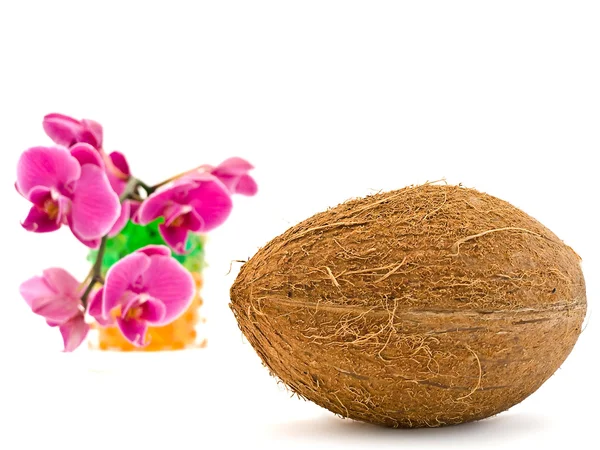 Kokosnoot en roze orchid — Stockfoto