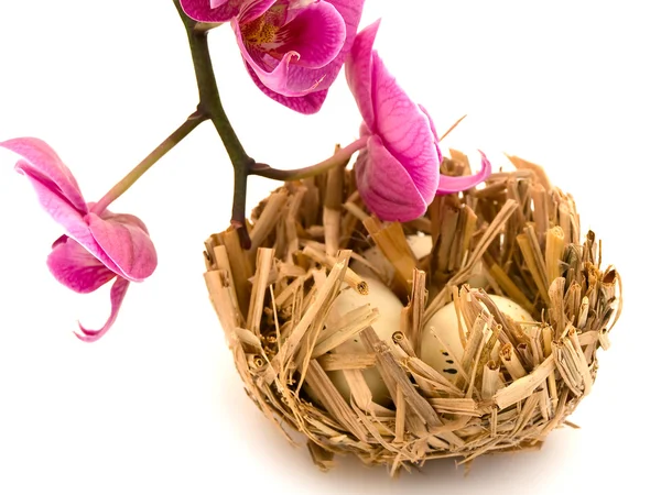 Vogel nest en orchid — Stockfoto