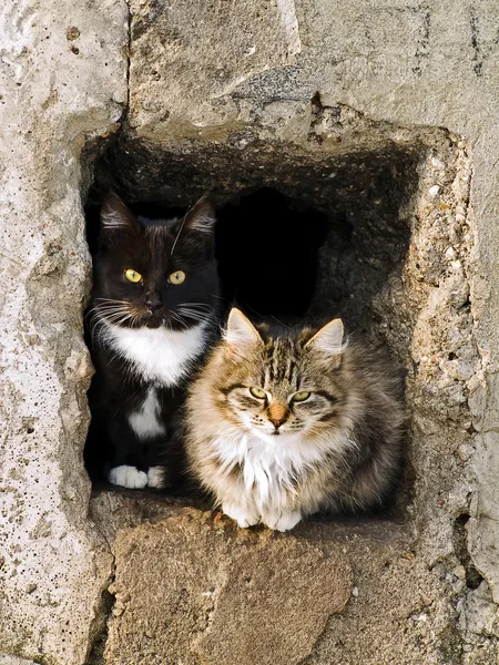 Кішки — стокове фото