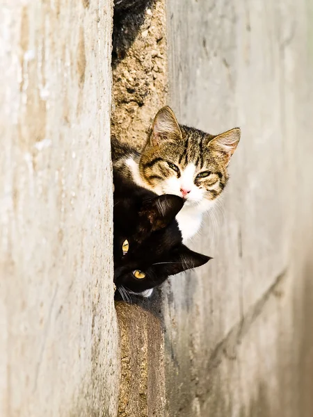 İki sokak kedisi — Stok fotoğraf