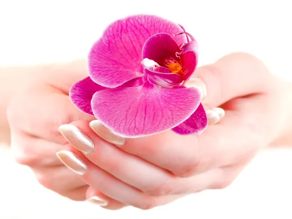 Orquídea em mãos de mulher — Fotografia de Stock