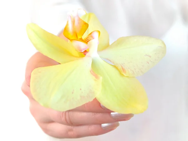 Orquídea na mão — Fotografia de Stock