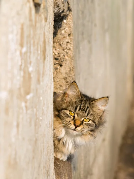Spring cat — Stock Photo, Image