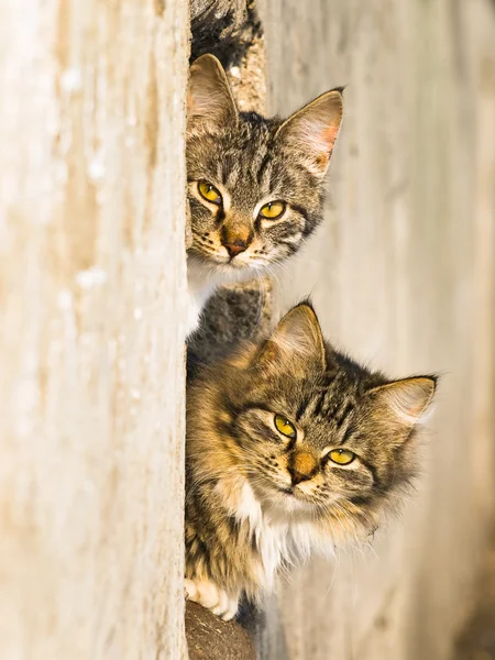 弹簧猫 — 图库照片