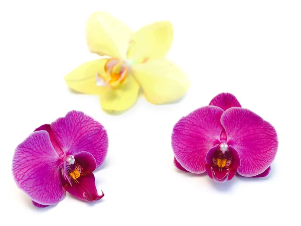 Orchideen — Stockfoto