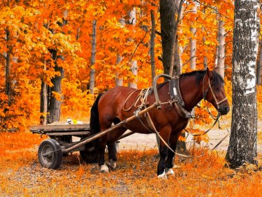 Horse in golden autumn clipart