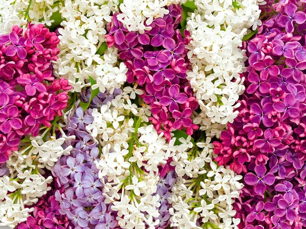 Lilac pozadí — Stock fotografie