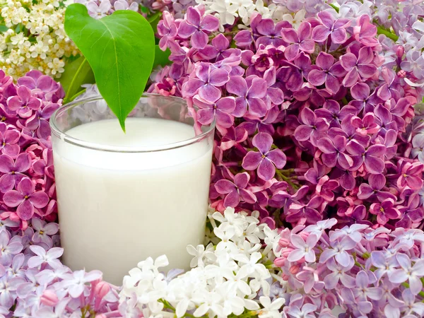Milk and lilac — Stock Photo, Image
