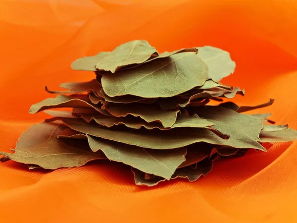Листья залива — стоковое фото