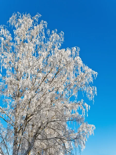 Χειμερινό δέντρο — Φωτογραφία Αρχείου
