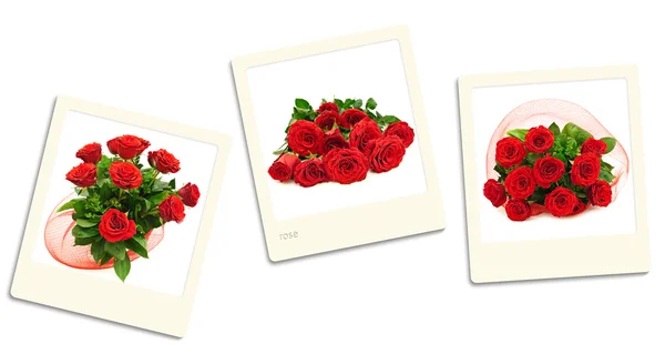 Rosas fotos — Fotografia de Stock