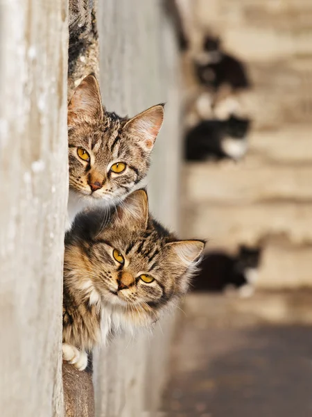 Lovely cats — Stock Photo, Image