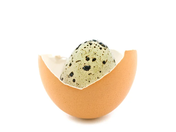 Huevo de codorniz — Foto de Stock