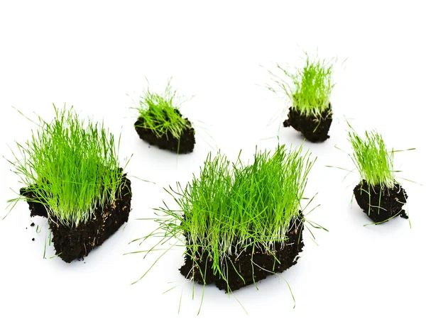 Green grass islands — Stock Photo, Image