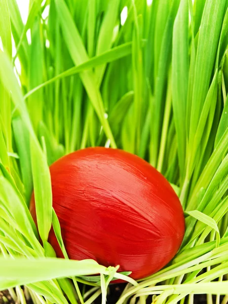 Huevo de Pascua en hierba —  Fotos de Stock