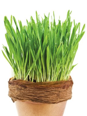 Spring grass clipart