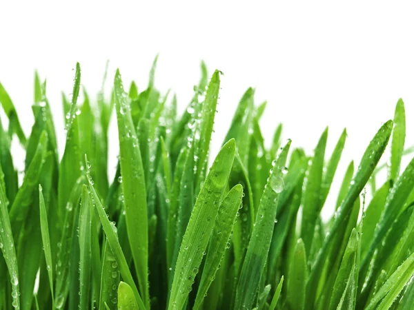 Gräs efter regn — Stockfoto