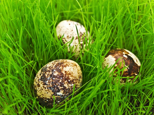Eggs in grass — Stock Photo, Image