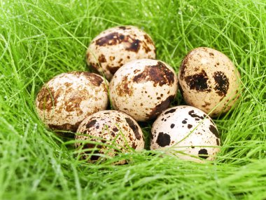 Quail eggs clipart