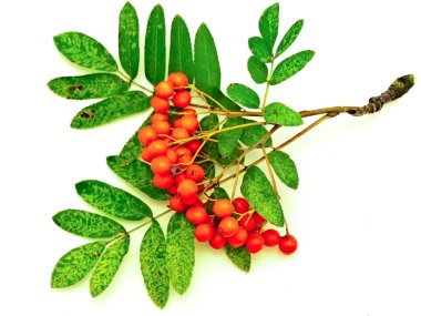 Ashberry clipart
