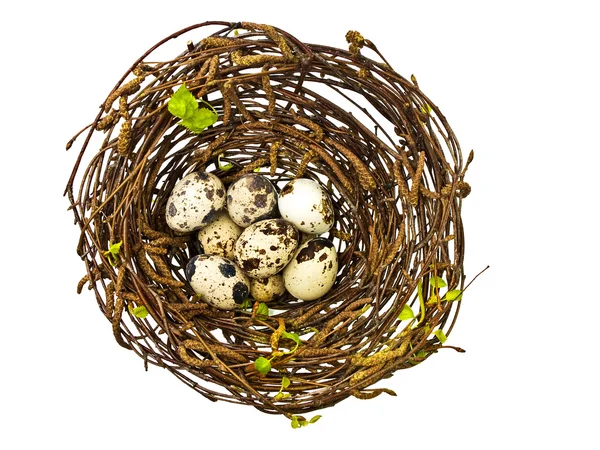 Quial eggs — Stock Photo, Image