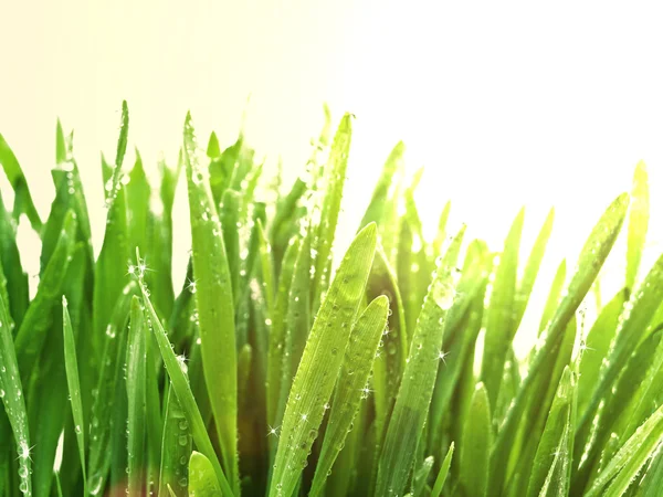 Сонячна трава після дощу — стокове фото