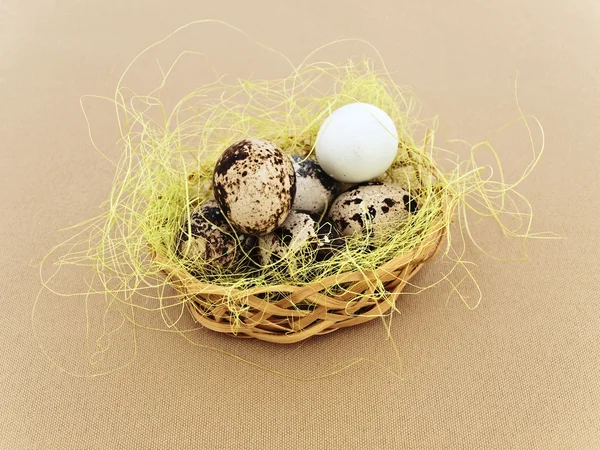 Huevos quial — Foto de Stock