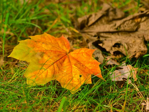 풀밭에서 단풍 잎 — 스톡 사진