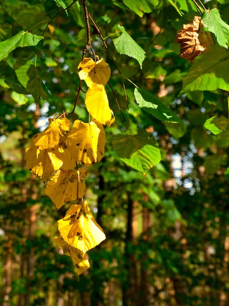 Rama hojas amarillas — Foto de Stock