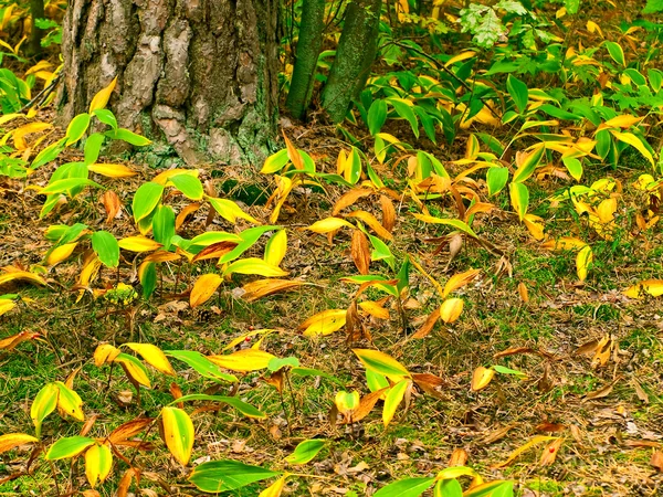 秋季是谷中的百合花 — 图库照片