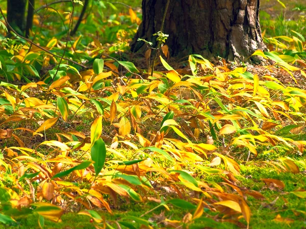 Осенняя лилия долины — стоковое фото